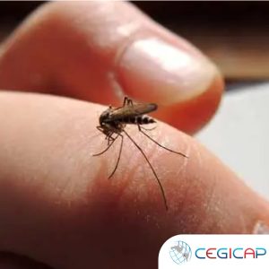 ENTOMOLOGÍA MÉDICA Y CONTROL DE VECTORES