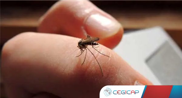 entomologia-medica-y-control-de-vectores