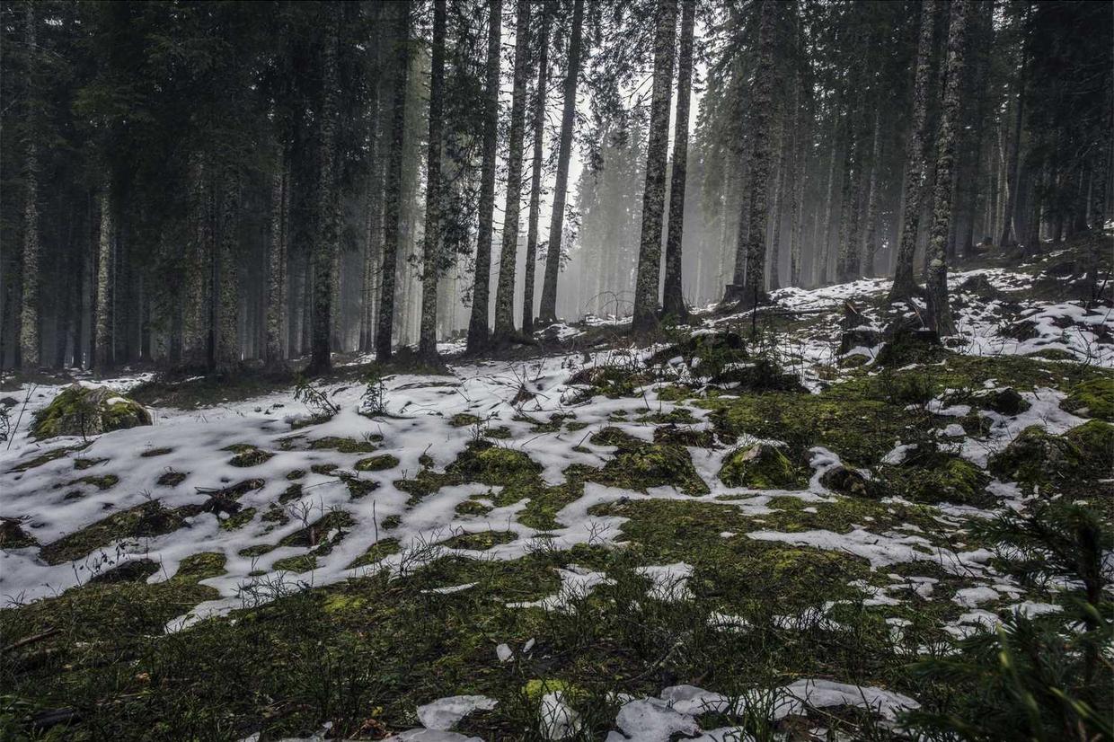 Aspernatur id qui