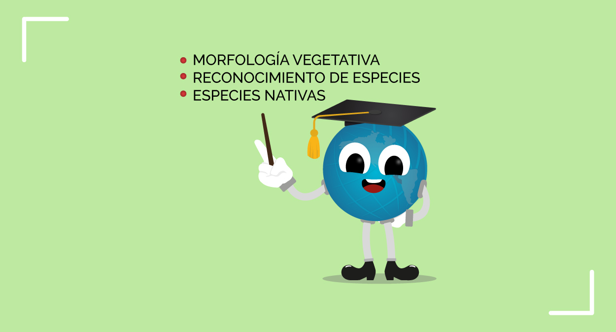 IDENTIFICACIÓN DE ESPECIES FORESTALES - Imagen 4